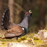 Auerhuhn (Tetrao urogallus), Hahn bei der Bodenbalz