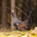 Auerhuhn (Tetrao urogallus), Hahn bei der Bodenbalz