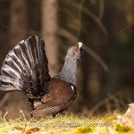 Auerhuhn (Tetrao urogallus), Hahn bei der Bodenbalz