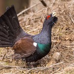 Auerhuhn (Tetrao urogallus), Hahn bei der Bodenbalz