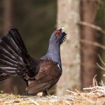 Auerhuhn (Tetrao urogallus), Hahn bei der Bodenbalz