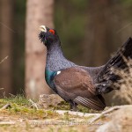 Auerhuhn (Tetrao urogallus), Hahn bei der Bodenbalz