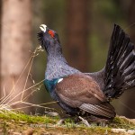 Auerhuhn (Tetrao urogallus), Hahn bei der Bodenbalz