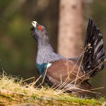 Auerhuhn (Tetrao urogallus), Hahn bei der Bodenbalz