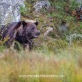 Braunbär (Ursus arctos)