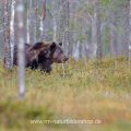 Braunbär (Ursus arctos)