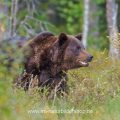 Braunbär (Ursus arctos)