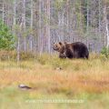Braunbär (Ursus arctos)