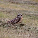 Sumpfohreule (Asio flammeus)