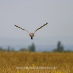 Sumpfohreule (Asio flammeus)