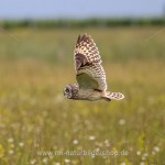 Sumpfohreule (Asio flammeus)