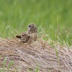 Sumpfohreule (Asio flammeus)