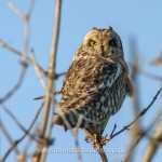 Sumpfohreule (Asio flammeus)