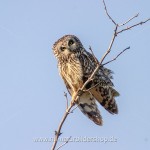 Sumpfohreule (Asio flammeus)