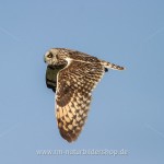 Sumpfohreule (Asio flammeus)