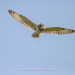 Sumpfohreule (Asio flammeus)