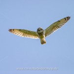 Sumpfohreule (Asio flammeus)