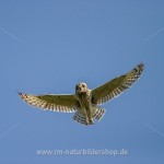 Sumpfohreule (Asio flammeus)