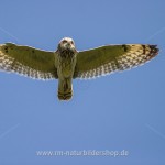 Sumpfohreule (Asio flammeus)