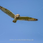 Sumpfohreule (Asio flammeus)