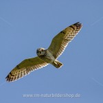 Sumpfohreule (Asio flammeus)