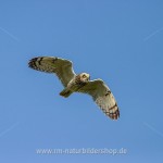 Sumpfohreule (Asio flammeus)