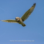 Sumpfohreule (Asio flammeus)