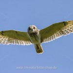 Sumpfohreule (Asio flammeus)