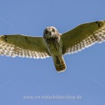 Sumpfohreule (Asio flammeus)