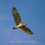 Sumpfohreule (Asio flammeus)