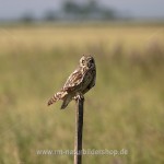 Sumpfohreule (Asio flammeus)