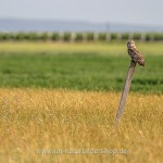 Sumpfohreule (Asio flammeus)