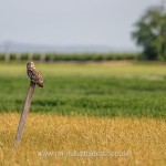 Sumpfohreule (Asio flammeus)