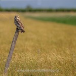 Sumpfohreule (Asio flammeus)