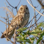 Sumpfohreule (Asio flammeus)