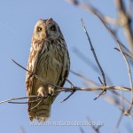 Sumpfohreule (Asio flammeus)