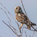 Sumpfohreule (Asio flammeus)