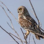 Sumpfohreule (Asio flammeus)