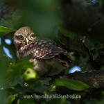 Steinkauz (Athene noctua)