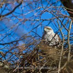 Habicht (Accipiter gentilis) am Horst