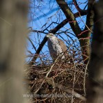 Habicht (Accipiter gentilis) am Horst