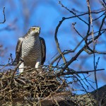 Habicht (Accipiter gentilis) am Horst