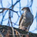 Habicht (Accipiter gentilis) mit Beute