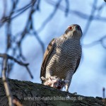 Habicht (Accipiter gentilis) mit Beute