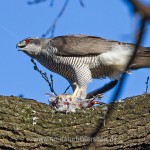 Habicht (Accipiter gentilis) mit Beute