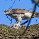 Habicht (Accipiter gentilis) mit Beute