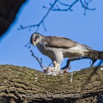 Habicht (Accipiter gentilis) mit Beute