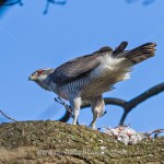Habicht (Accipiter gentilis) mit Beute