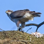 Habicht (Accipiter gentilis) mit Beute