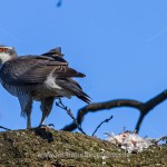 Habicht (Accipiter gentilis) mit Beute